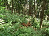 越前 茶臼山城(大野市)の写真