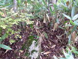 越前 小山城の写真