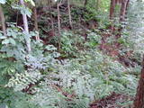 越前 小山城の写真