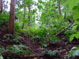 越前 小山城の写真