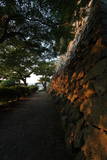 越前 丸岡城の写真