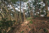 越前 岡崎山砦3の写真