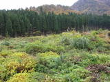 越前 杣山城の写真