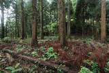 越前 東郷槇山城の写真