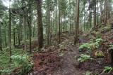 越前 東郷槇山城の写真