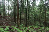 越前 東郷槇山城の写真