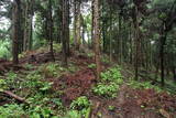 越前 東郷槇山城の写真