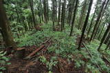 越前 東郷槇山城の写真