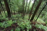 越前 東郷槇山城の写真