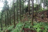 越前 東郷槇山城の写真