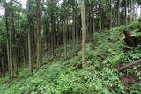 越前 東郷槇山城の写真