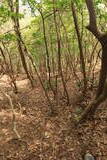 播磨 段ノ城(上城)の写真