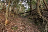 播磨 感状山城の写真