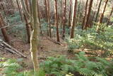 播磨 光明山城の写真