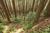 播磨 光竜寺山城の写真