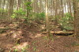 播磨 光竜寺山城の写真