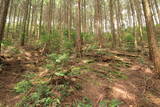 播磨 光竜寺山城の写真