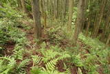 播磨 鍋倉城(夢前町)の写真