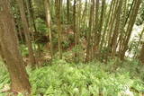 播磨 鍋倉城(夢前町)の写真