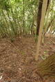 播磨 鍋倉城(夢前町)の写真