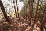 播磨 南条山城の写真