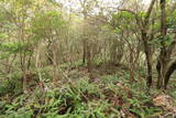 播磨 曽我井城(新宮町)の写真