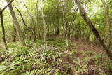 播磨 天神山城(夢前町)の写真