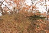 播磨 善防山城の写真