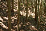 飛騨 広瀬城の写真