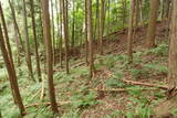 飛騨 広瀬城の写真