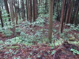飛騨 広瀬城の写真