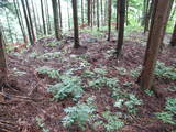 飛騨 広瀬城の写真