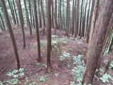 飛騨 広瀬城の写真