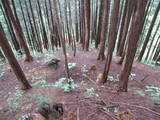 飛騨 広瀬城の写真