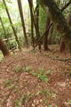 飛騨 森ヶ城の写真