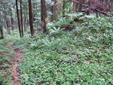 飛騨 鍋山城の写真