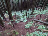 飛騨 鍋山城の写真