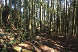 肥後 愛藤寺城の写真