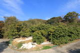 肥後 日嶽城(亀城)の写真