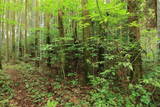 肥後 用木城の写真