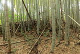 肥後 用木城の写真