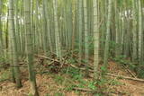 肥後 用木城の写真