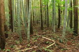 肥後 用木城の写真