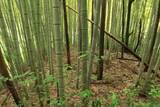 肥後 用木城の写真