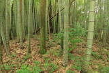 肥後 用木城の写真