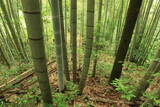 肥後 用木城の写真