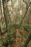 肥後 本村居館の写真