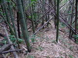 肥後 南郷城の写真