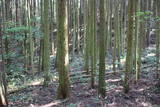 肥後 佐敷東の城の写真