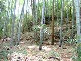 肥後 早川城の写真